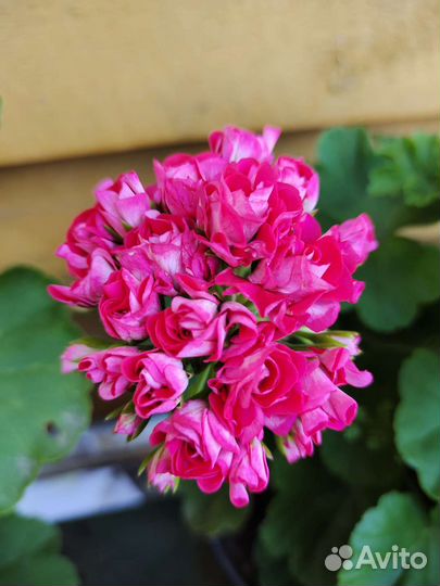 Пеларгонии