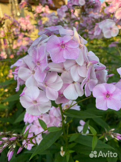 Флокс метельчатый