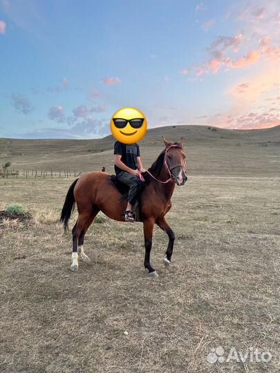 Лошадь кабыла