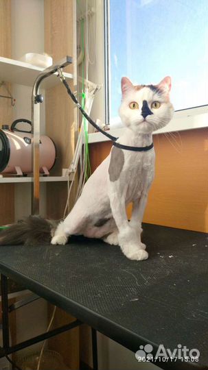 Стрижка собак и кошек.Удаление зубного камня