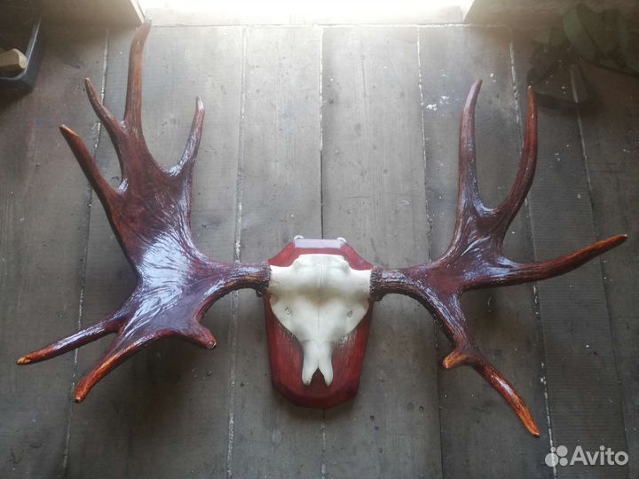 Продам рога лося