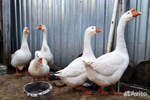 Гуси породы Линда