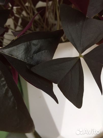 Кислица оксалис Black Velvet корейские