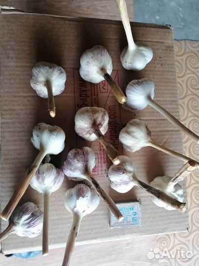 Озимый чеснок