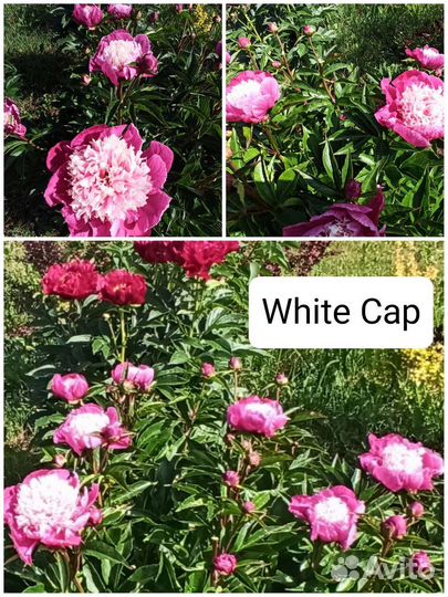 Пионы саженцы корни 1