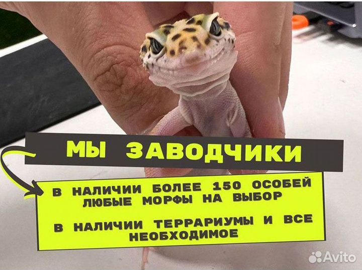 Эублефар + террариум с оформлением