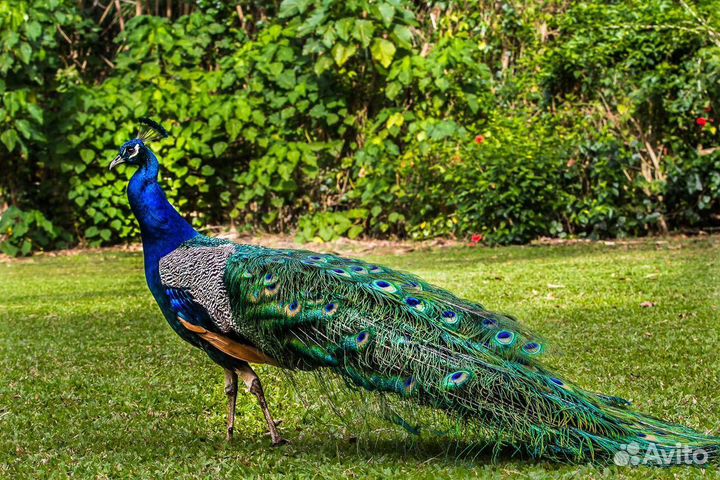 Индийский павлин