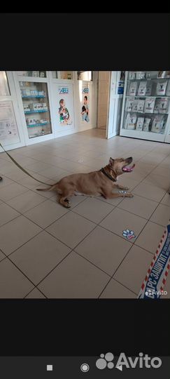 Собака стаффорд