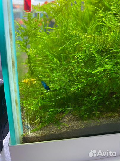 Яванский мох