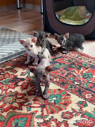 Донской сфинкс котята