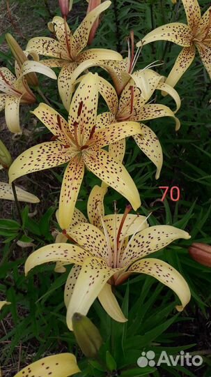 Лилия, луковицы
