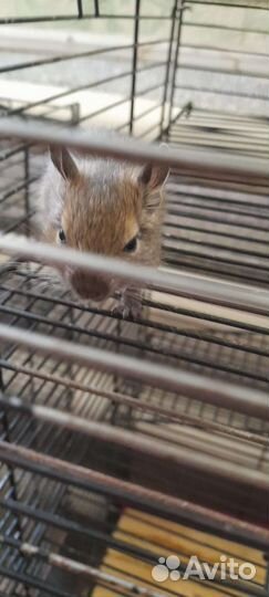 Чилийская белка дегу