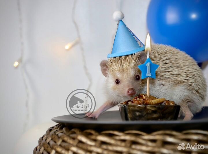 Кормовые насекомые (заморозка).Мыши.Насекомые