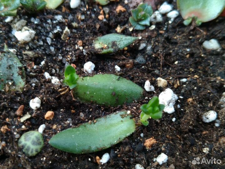 Красула Capitella 'BEN'l