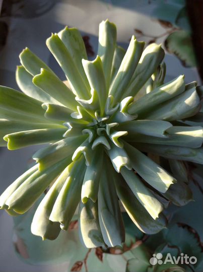 Суккуленты