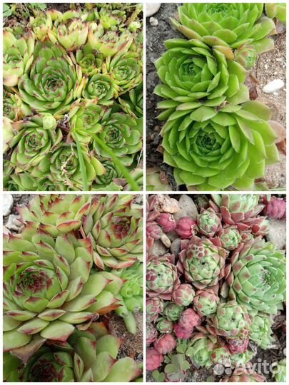 Молодило сортовые, садовые суккуленты
