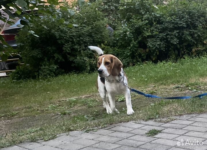 Собака в добрые руки отдам бесплатно