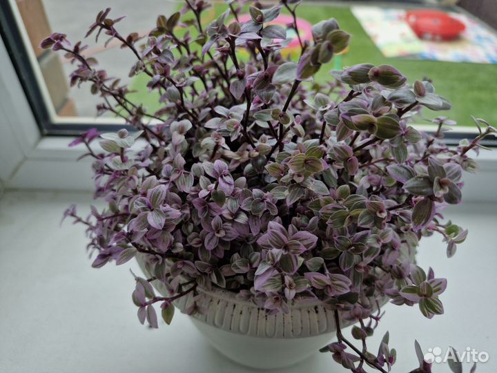 Каллизия