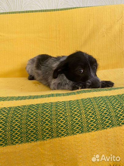 Тотошка щенок от маленькой собачки