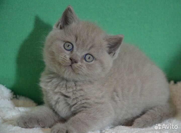 Британцы. Золотой, лиловый