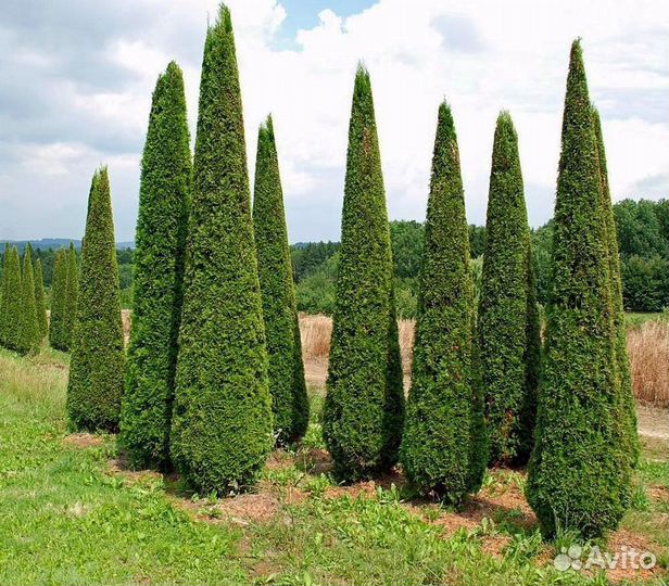 Туя зеленая