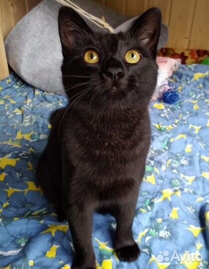 Шикарная черная кошечка ищет передержку или дом