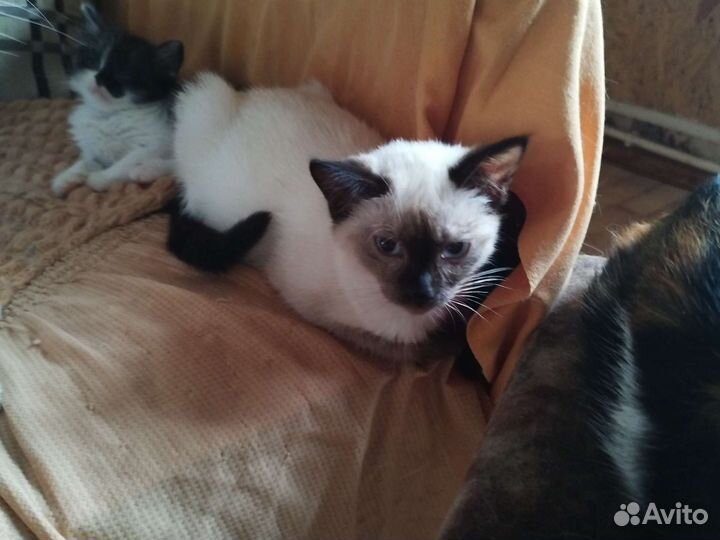 Сиамские котята