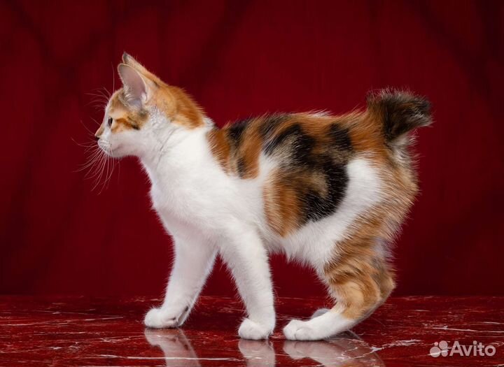 Хоть Полсвета Обойдете. Кота Лучше не Найдете