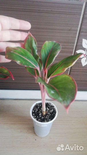 Цветы для дома