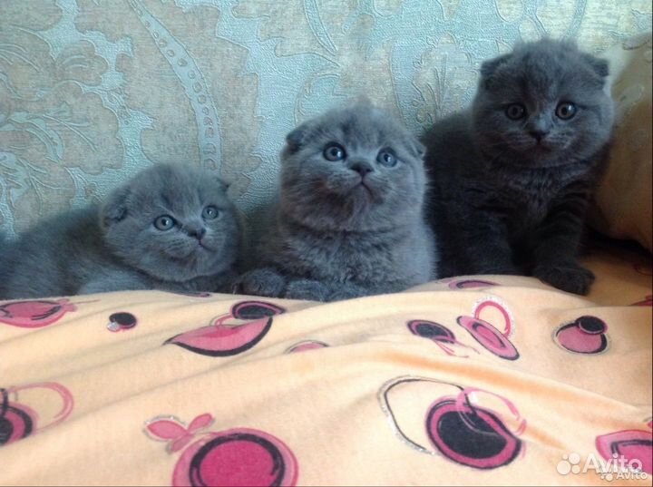 Шотландские клубные котята