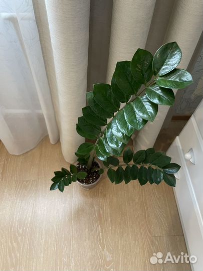 Замиокулькас