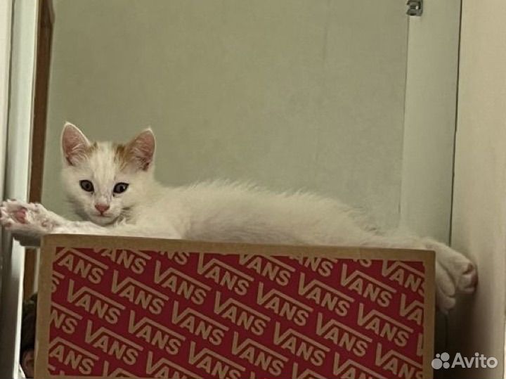 Котята в добрые руки бесплатно