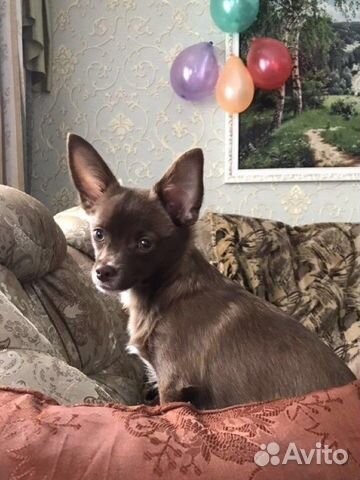 Вязка чихуахуа