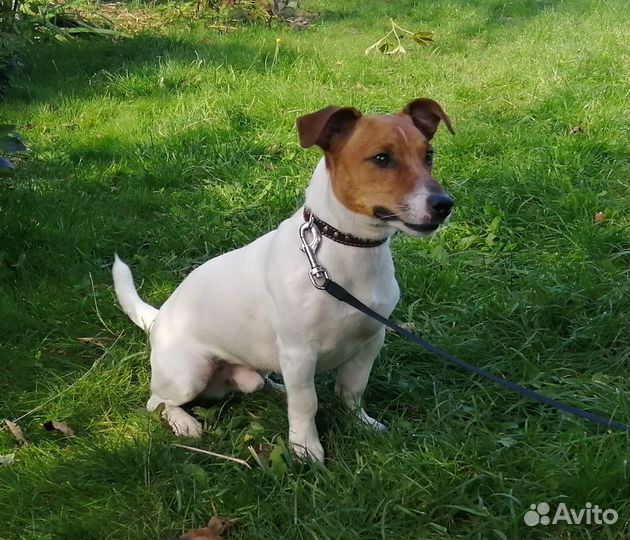 Случка собак