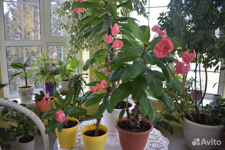 Комнатные растения