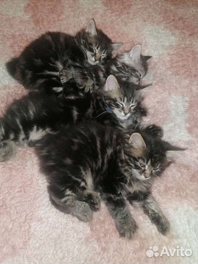 Котята курильского бобтейла. Мини-рысята