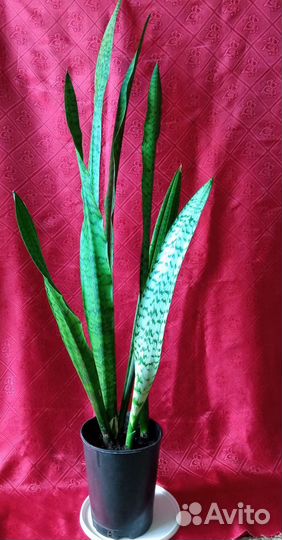 Сансевиерия 