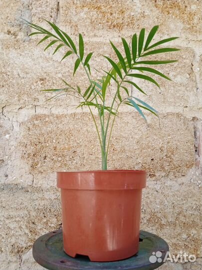 Хамедорея изящная / Chamaedorea elegans