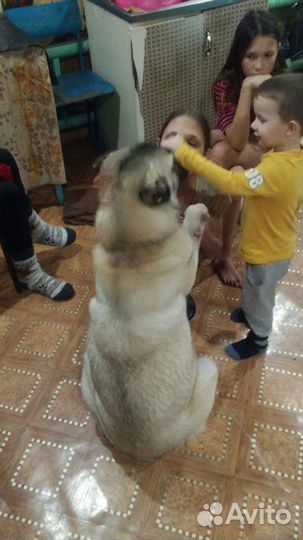 Приглашаем на вязку