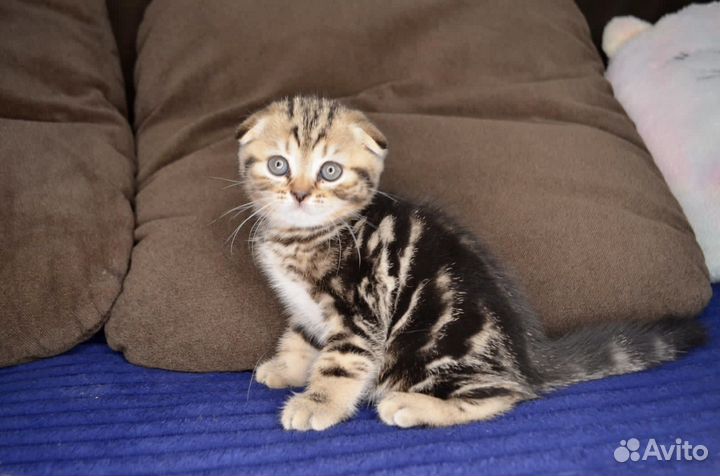 Шотландские вислоухие котята
