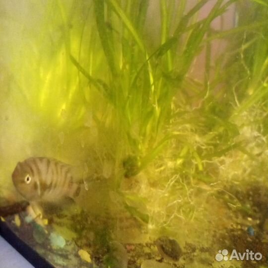 Цихлида чернополосая, гуппи