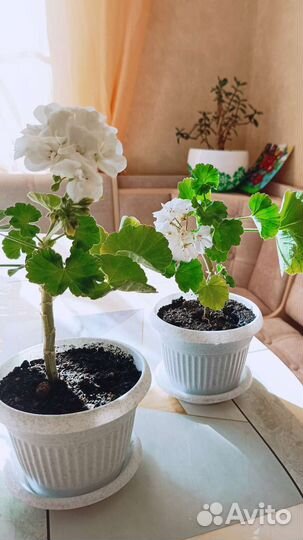 Герань белая в горшочке
