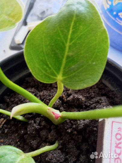 Антуриул андре (мужская радость)