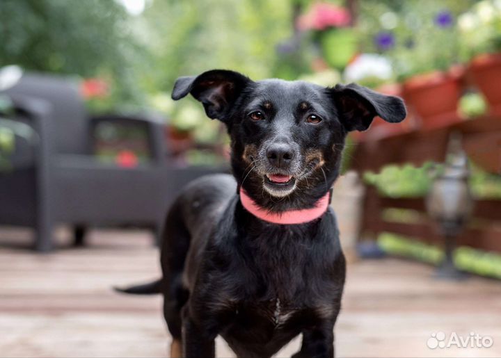 Маленькая собака