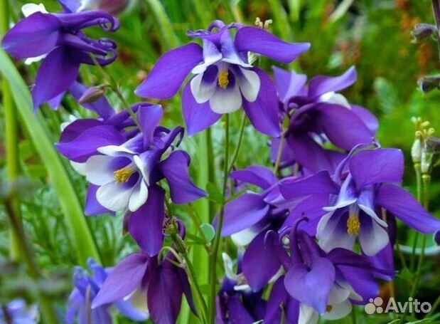Аквилегия (Водосбор) голубая Spring Magic Blue and