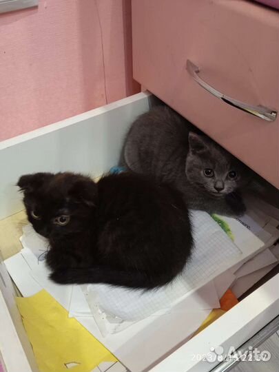 Котята британской скоттиш-фолд