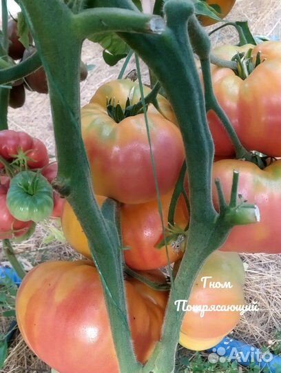 Семена томатов