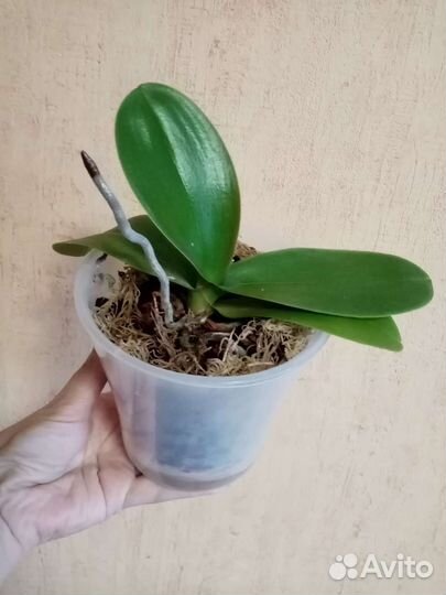 Орхидеи сортовые