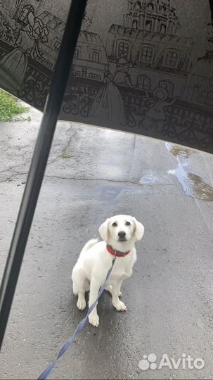 Отдам собачку в любящие руки