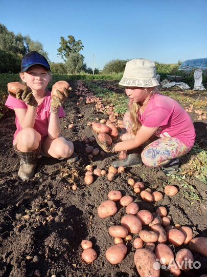 Картофель крупный, средний и эконом